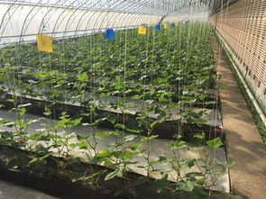 工厂化黄瓜生产技术模式亮相 双安双创 现场会